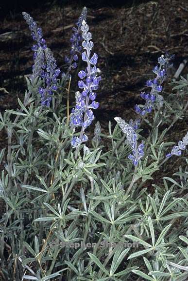 lupinus argenteus var meionanthus 1 graphic